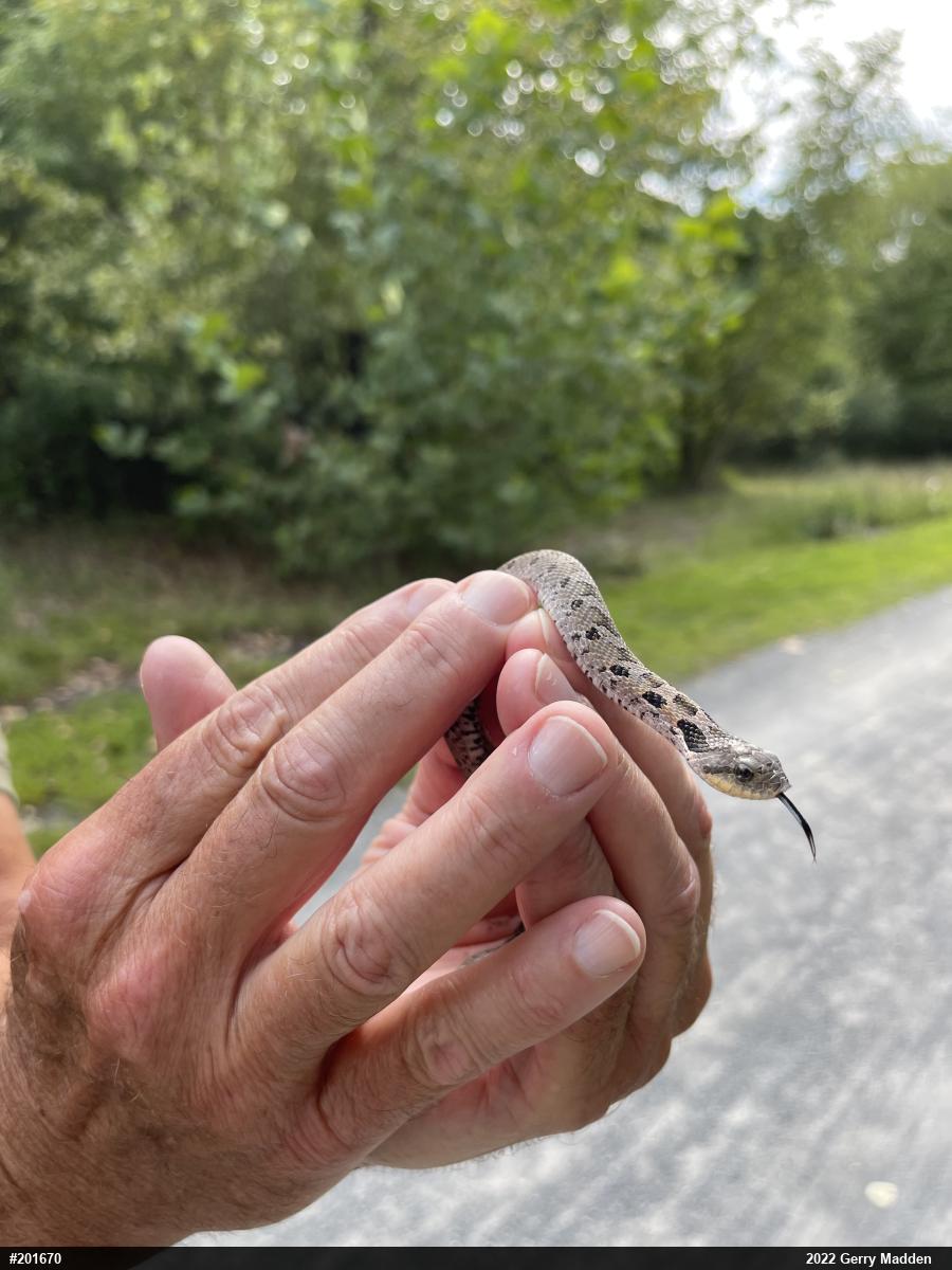 Eastern Hog-nosed Snake