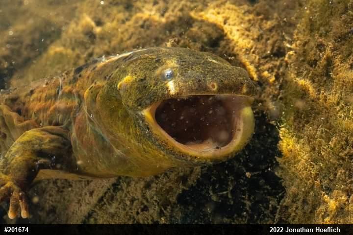 Eastern Hellbender