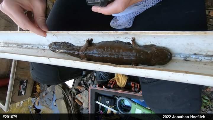Eastern Hellbender