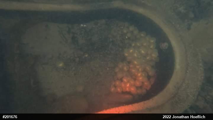 Eastern Hellbender