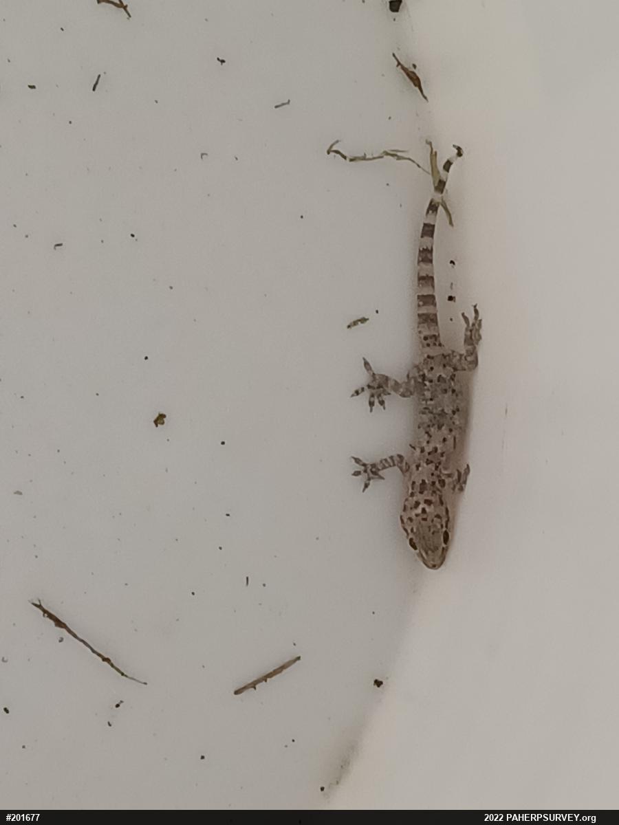 Mediterranean House Geckos