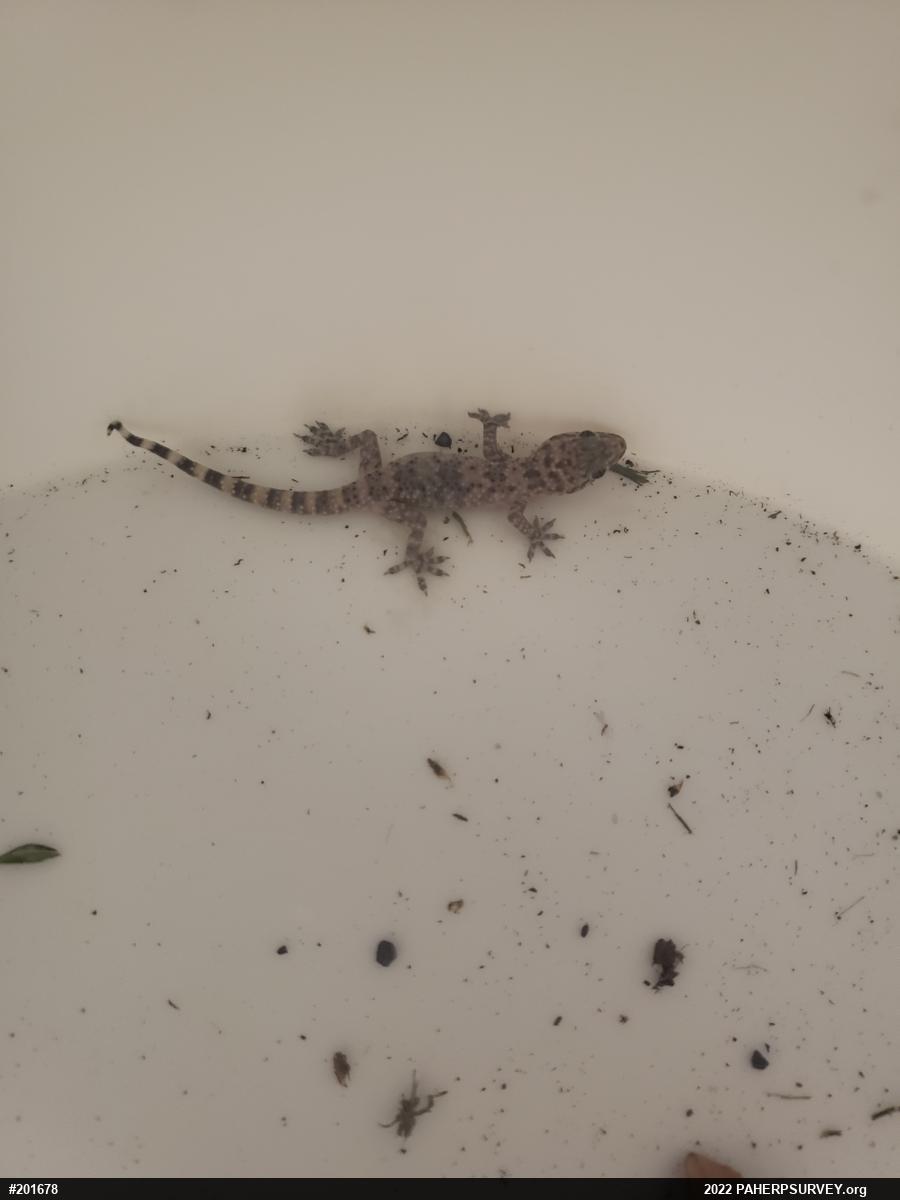 Mediterranean House Geckos