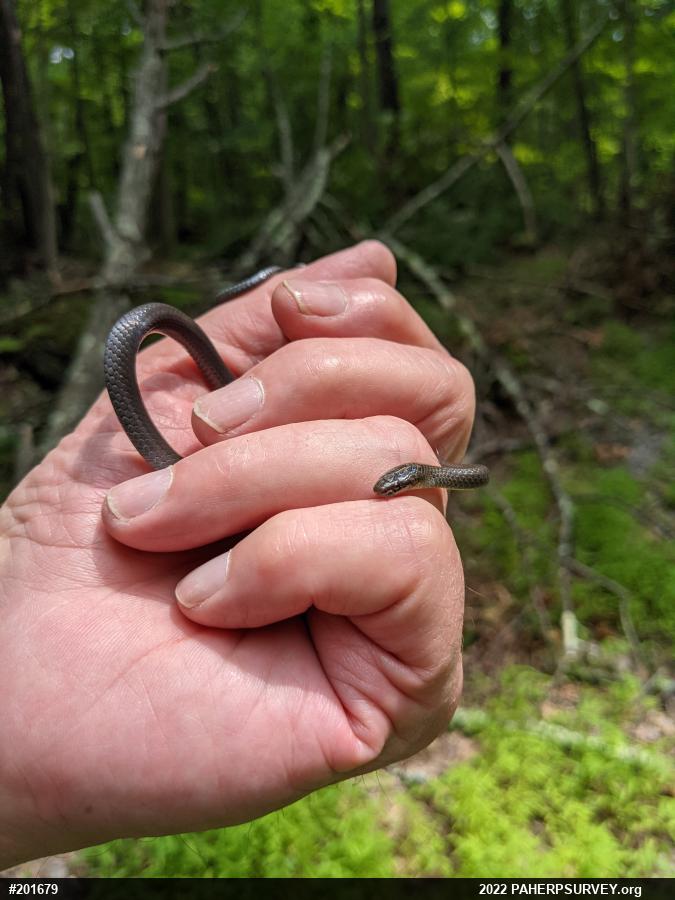 Northern Ring-necked Snake