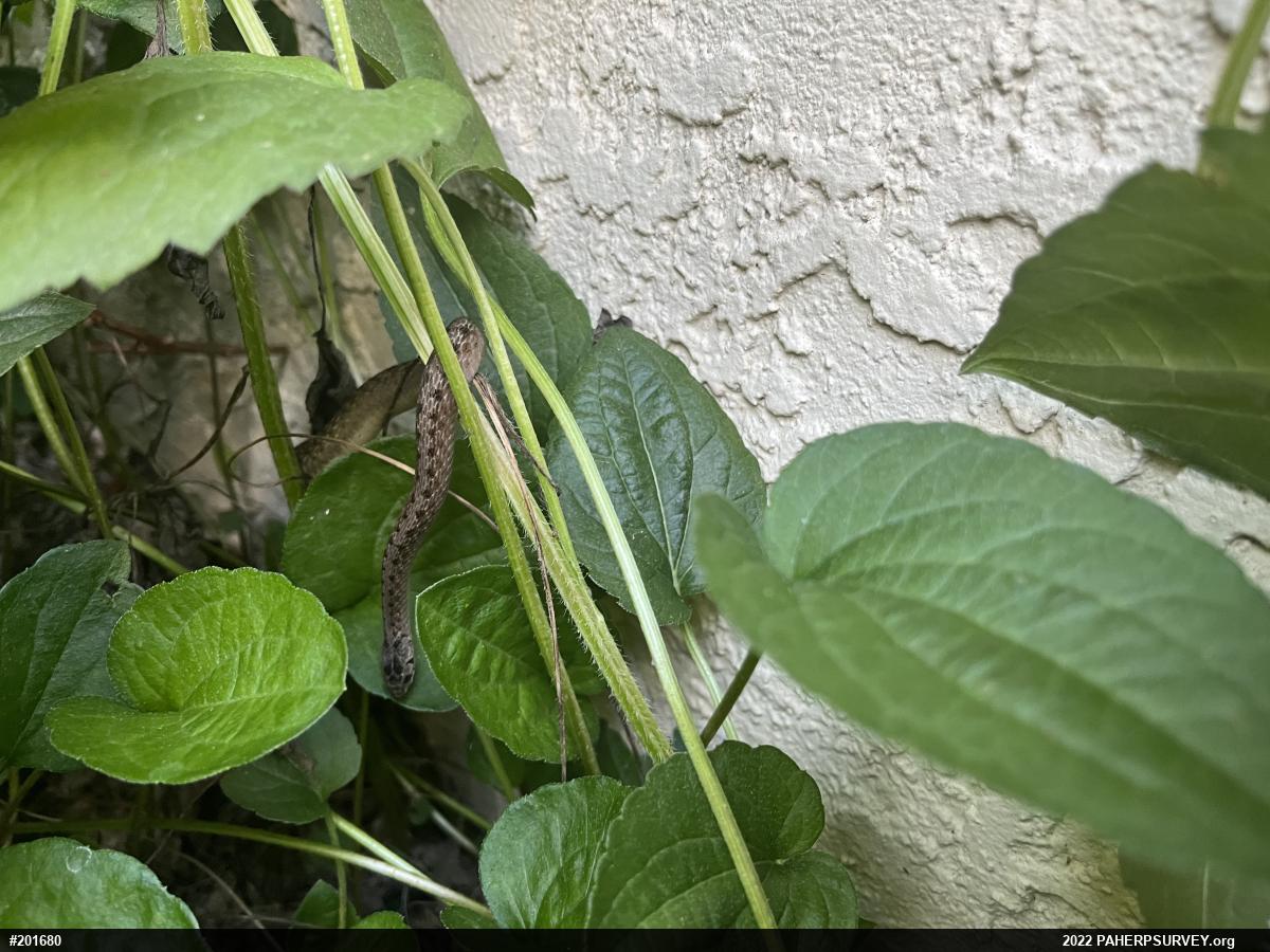 Dekay's Brownsnake
