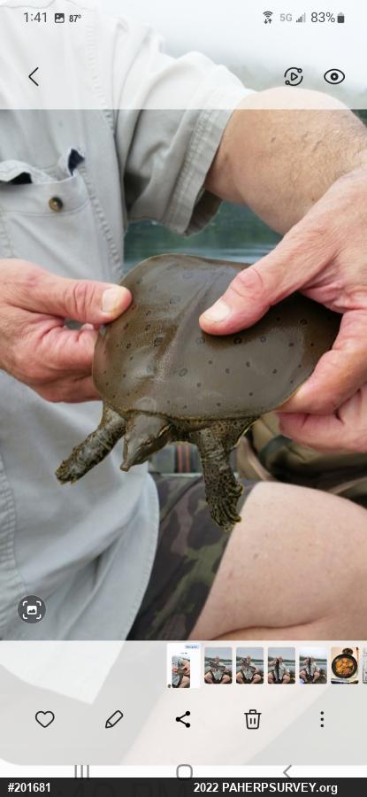 Eastern Spiny Softshell