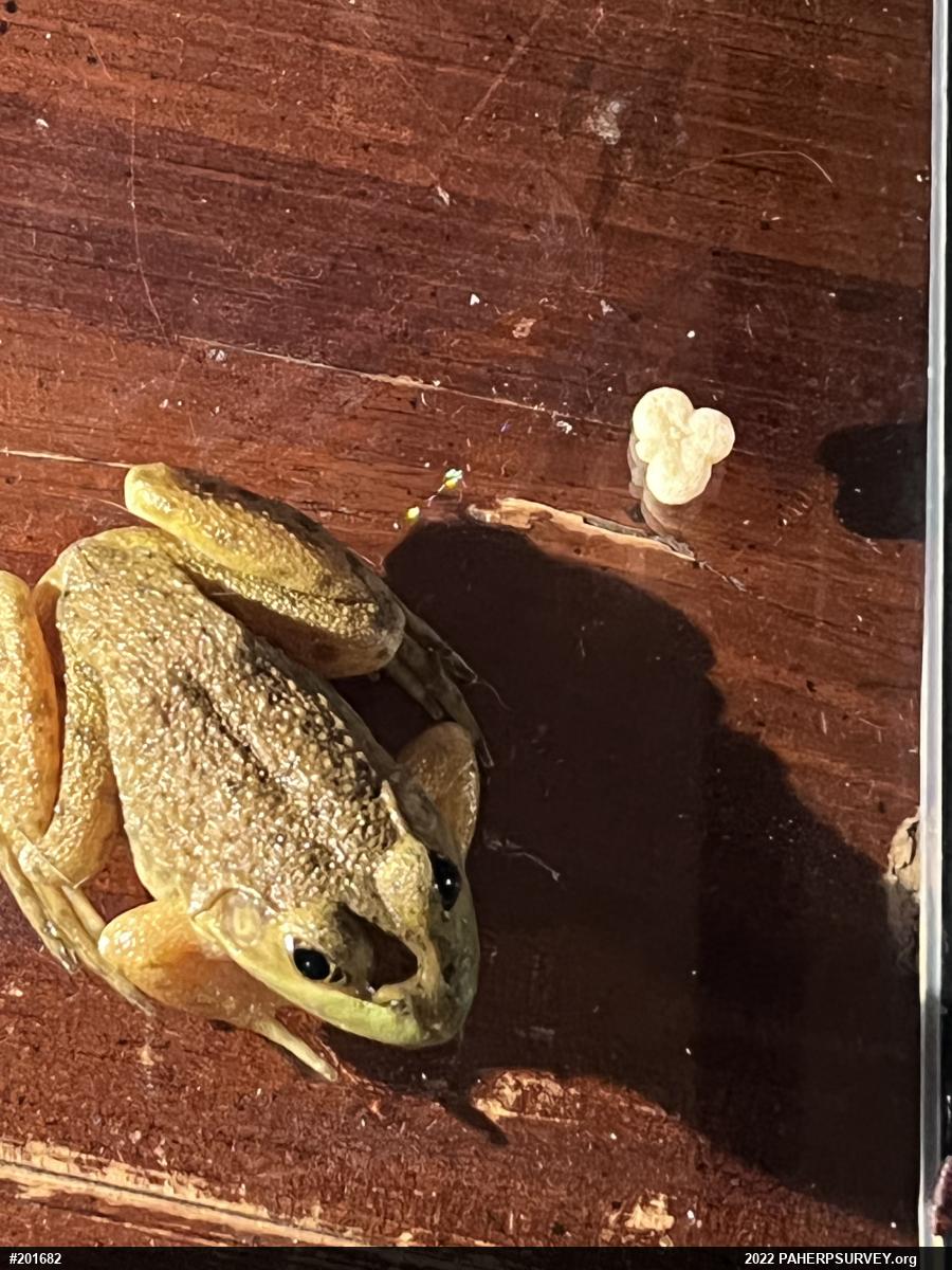 American Bullfrog
