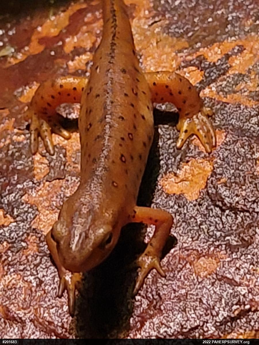 Red-spotted Newt