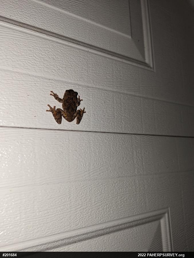 Unknown Gray Treefrog