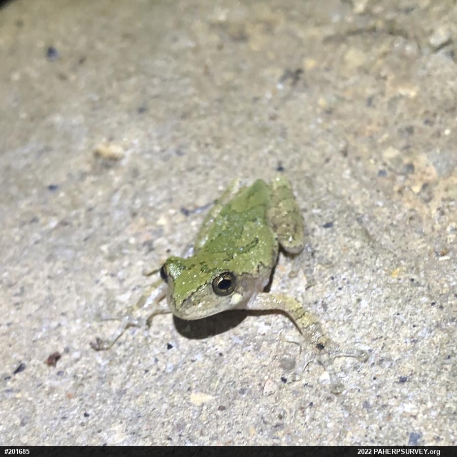 Unknown Gray Treefrog