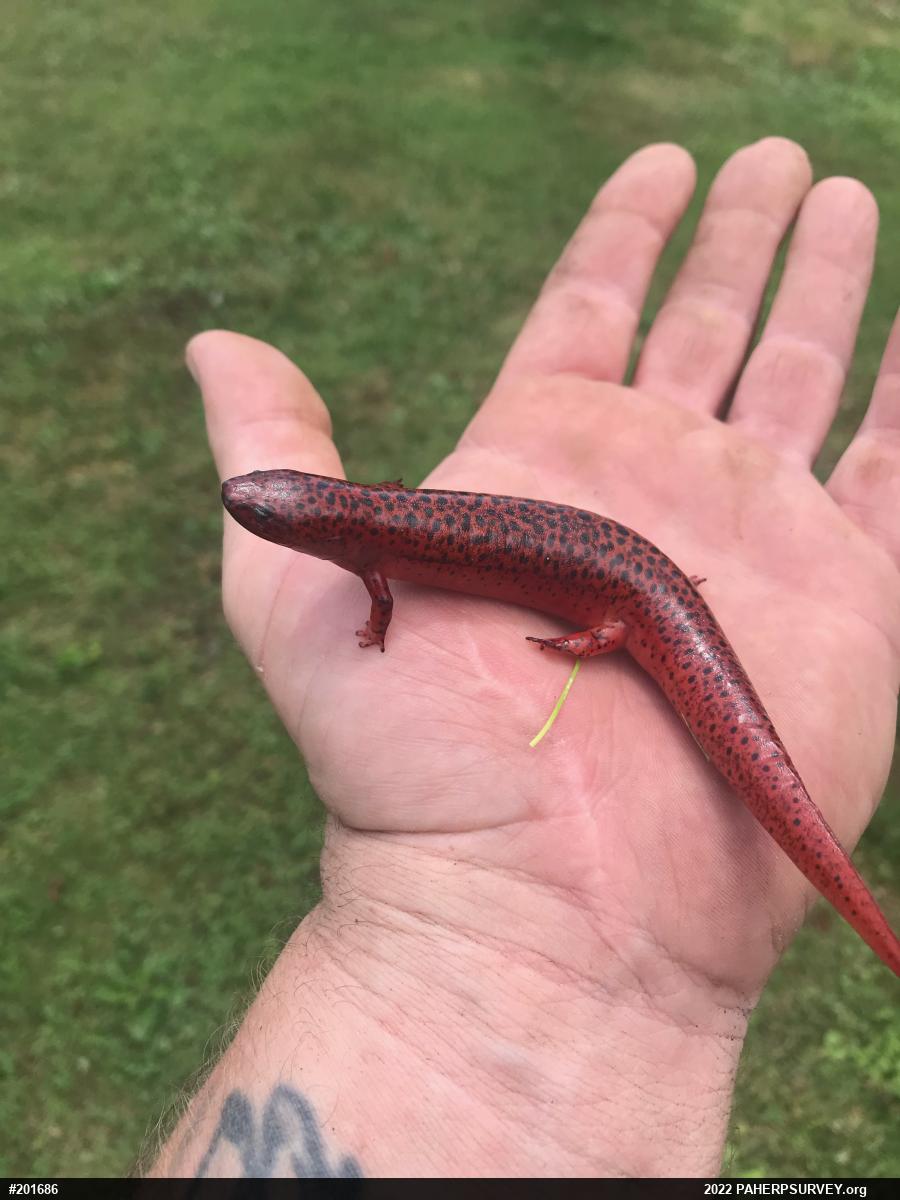 Northern Red Salamander