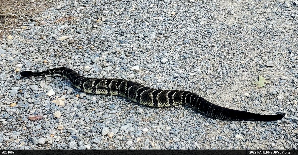 Timber Rattlesnake