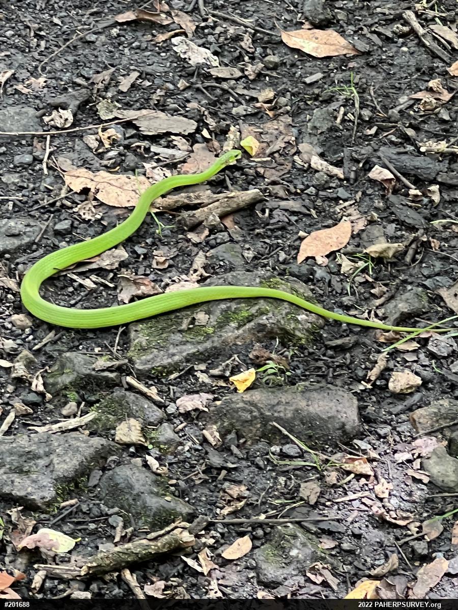 Smooth Greensnake