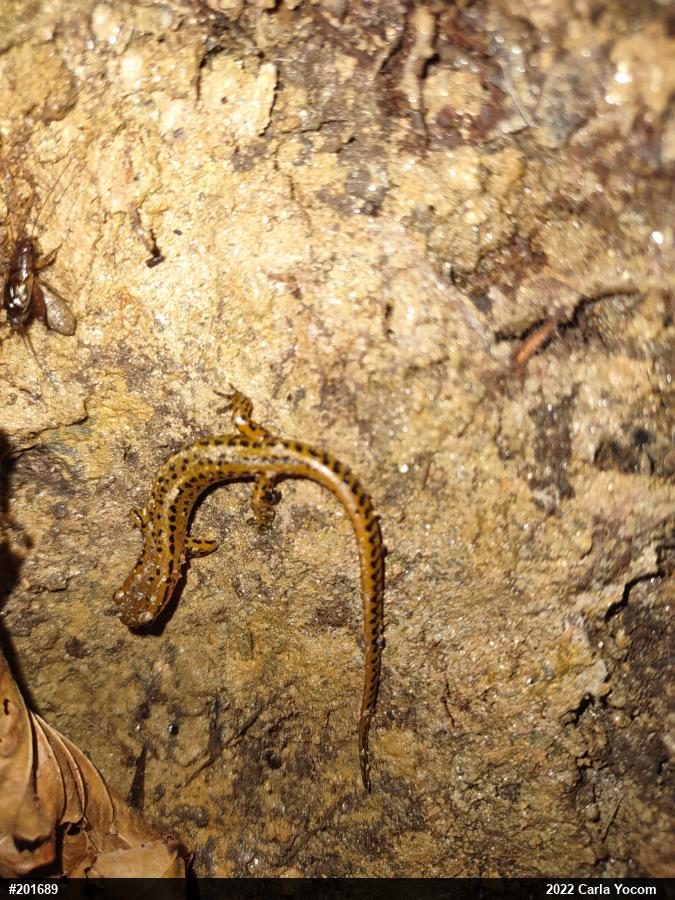 Eastern Long-tailed Salamander