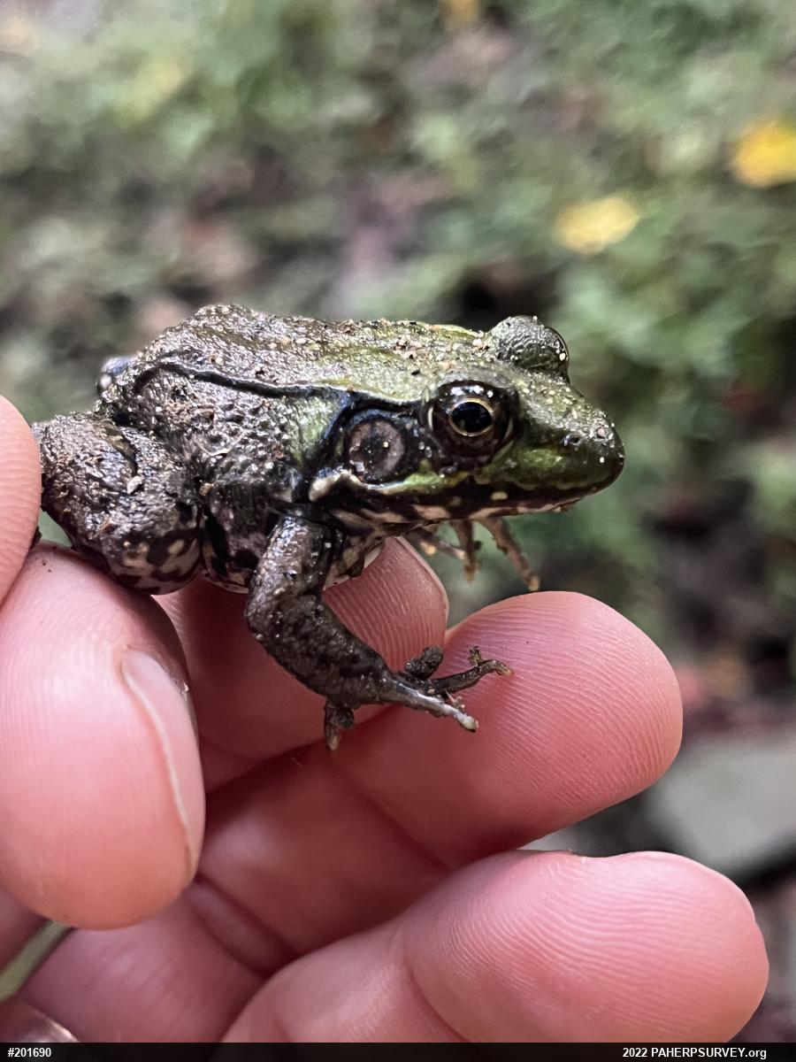 Green Frog