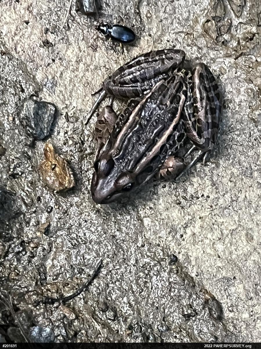 Pickerel Frog
