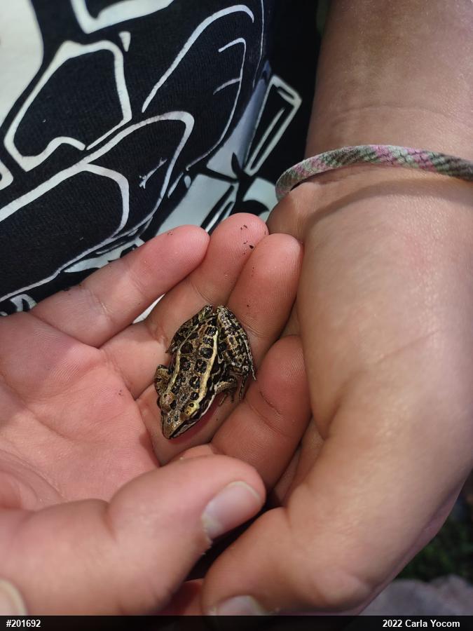 Pickerel Frog