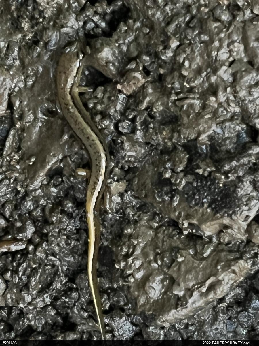 Northern Two-lined Salamander