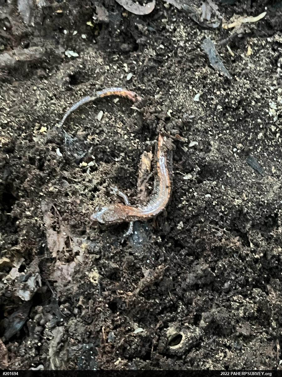 Eastern Red-backed  Salamander