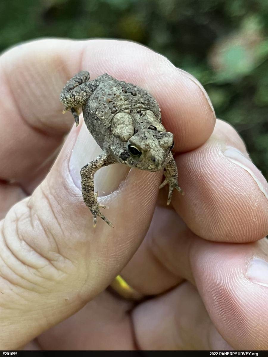 Eastern American Toad