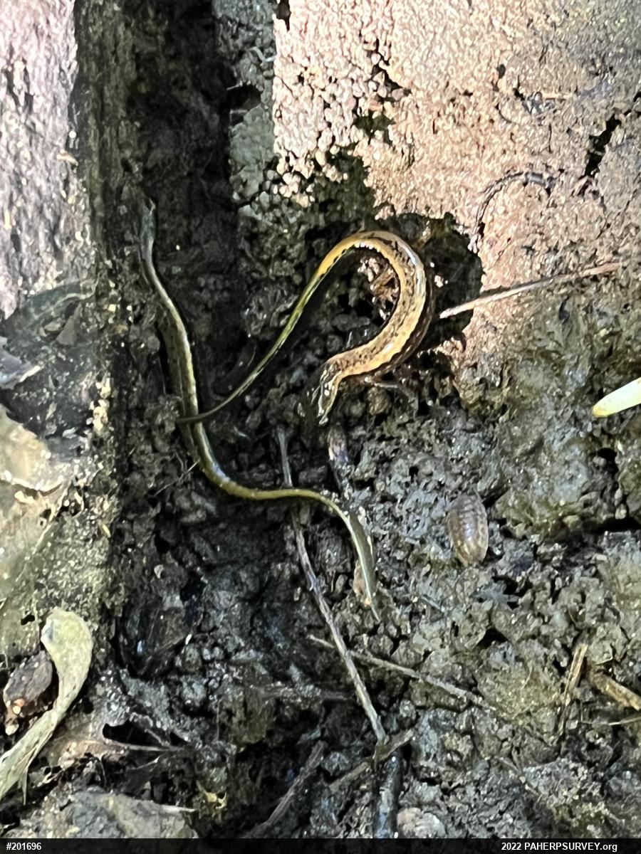 Northern Two-lined Salamander