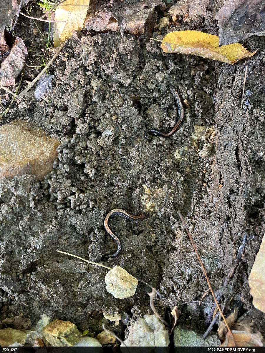 Eastern Red-backed  Salamander