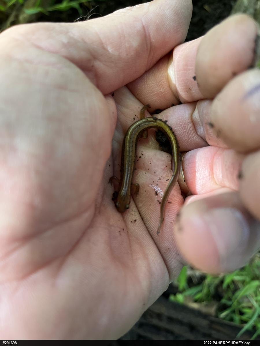 Northern Two-lined Salamander