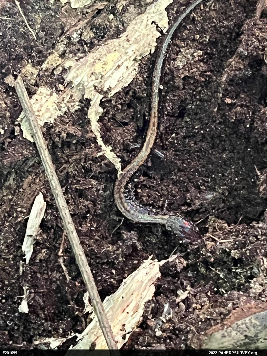Eastern Red-backed  Salamander