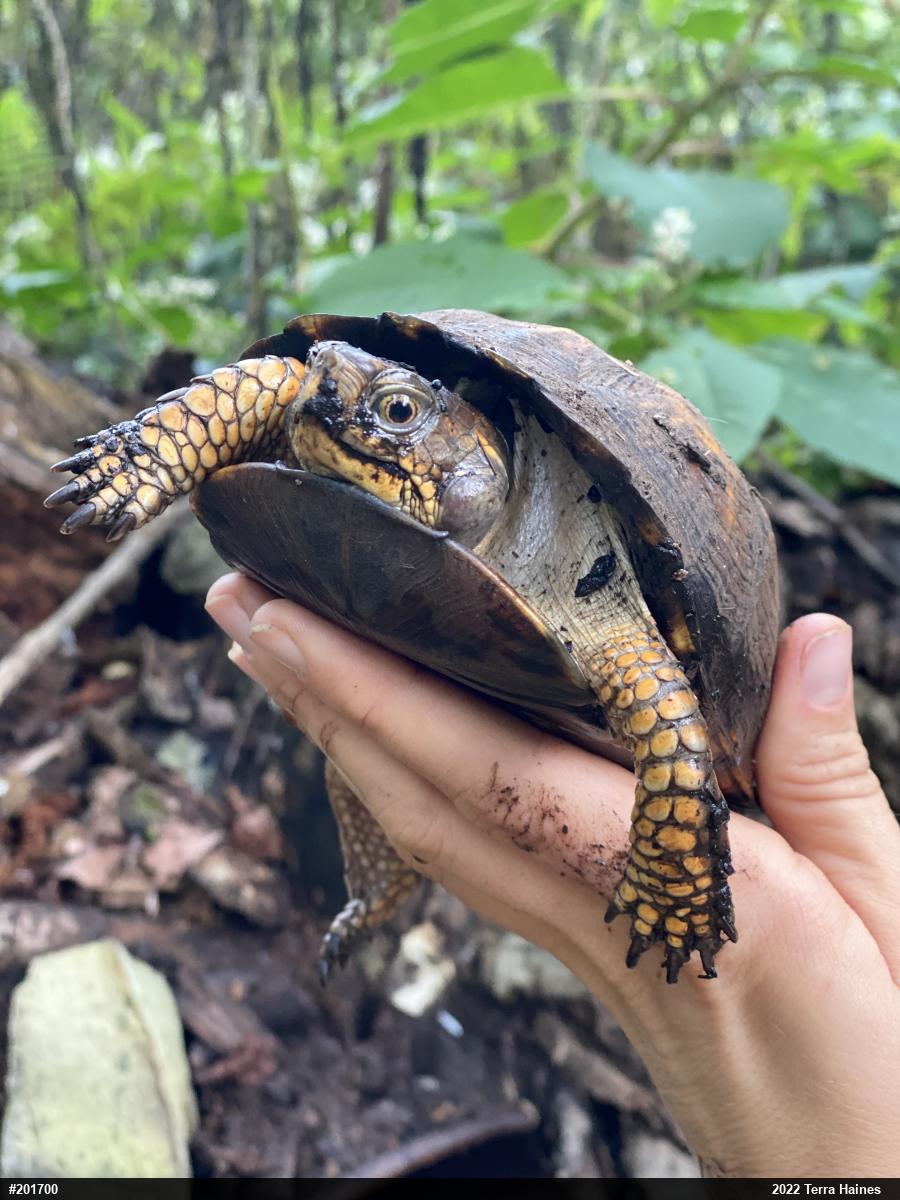 Eastern Box Turtle