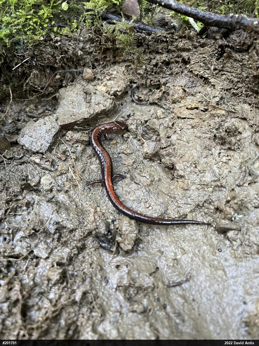 Eastern Red-backed  Salamander