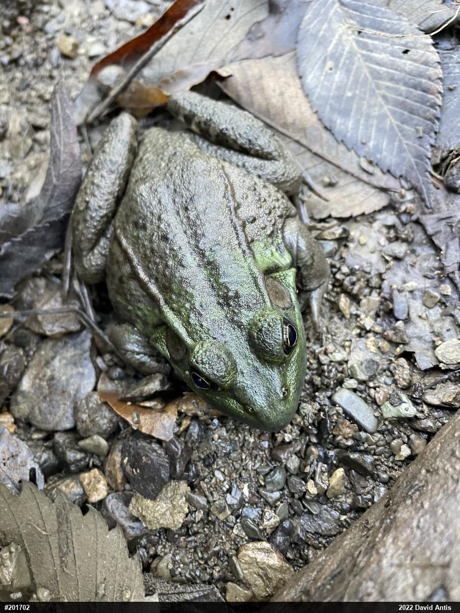 Green Frog