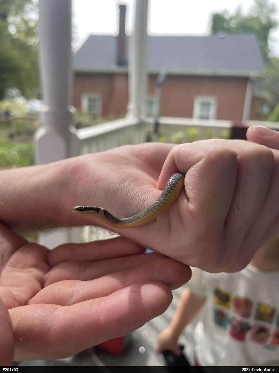 Northern Ring-necked Snake