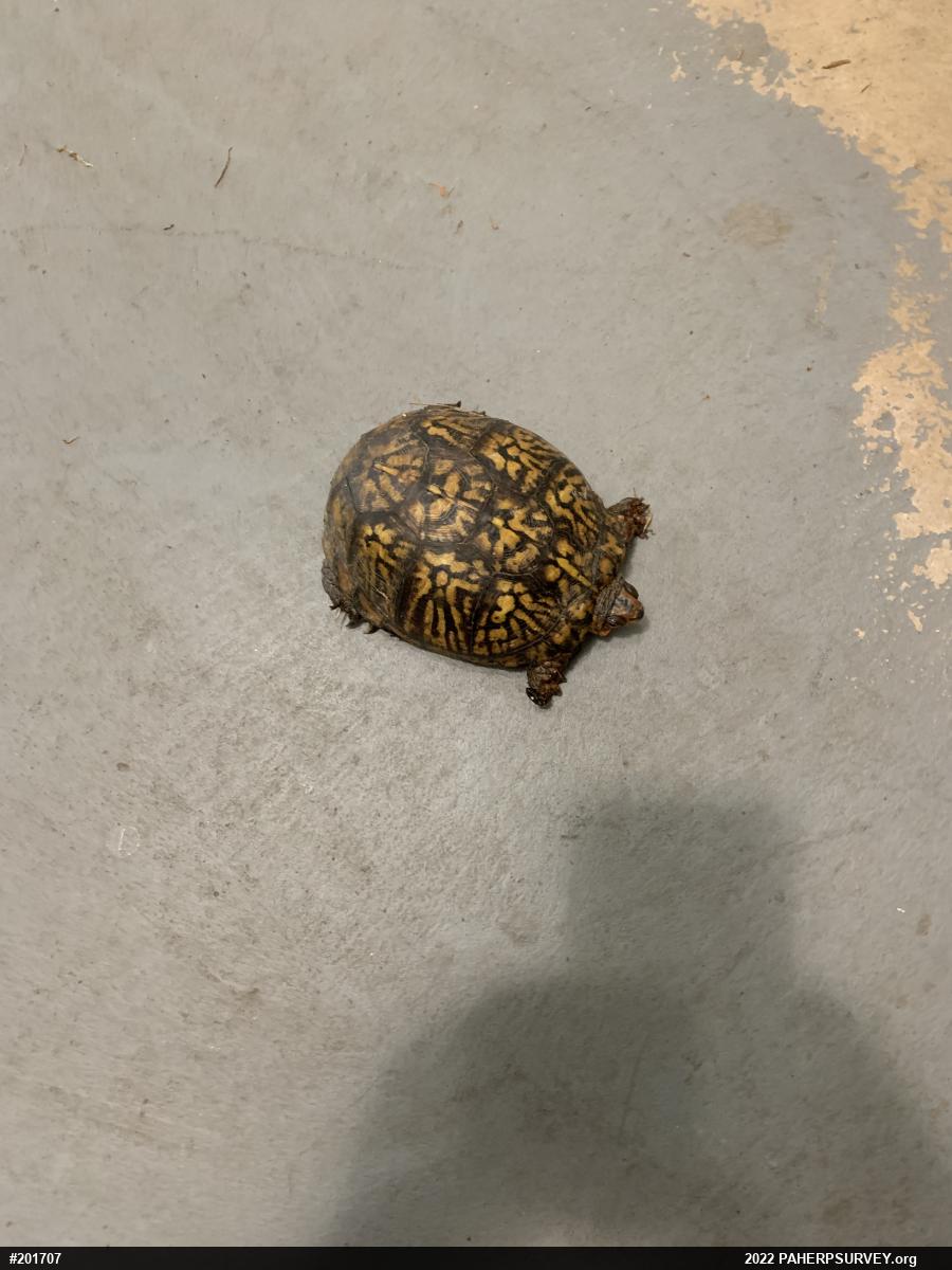 Eastern Box Turtle