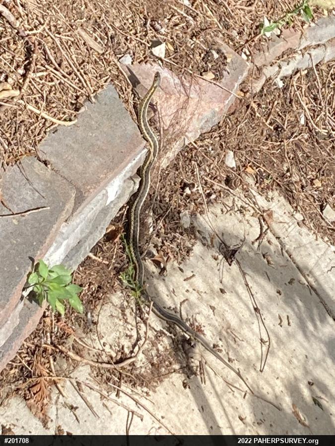 Eastern Gartersnake