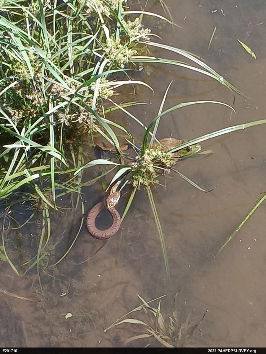 American Bullfrog
