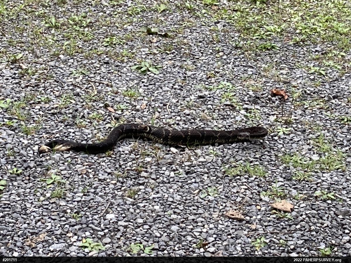 Timber Rattlesnake