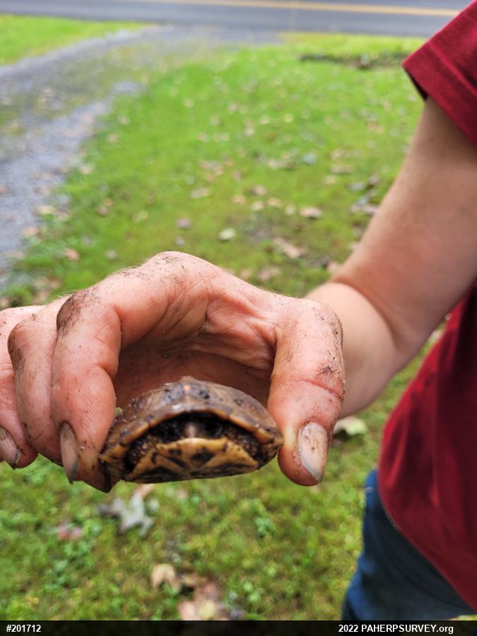 Eastern Box Turtle