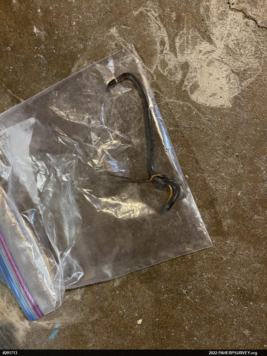 Northern Ring-necked Snake