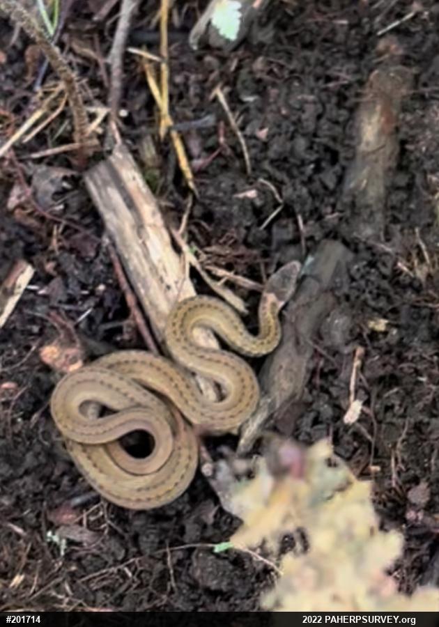 Red-bellied Snake