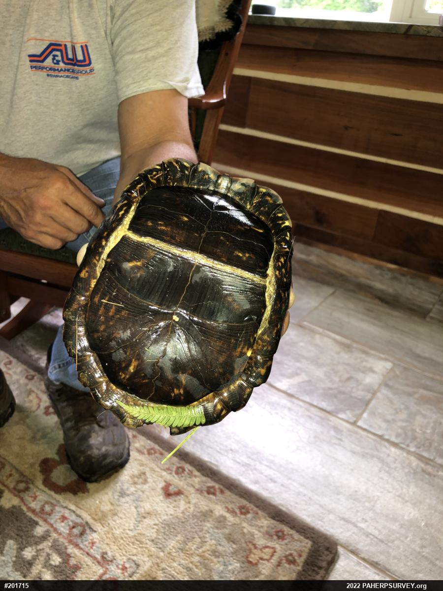 Eastern Box Turtle