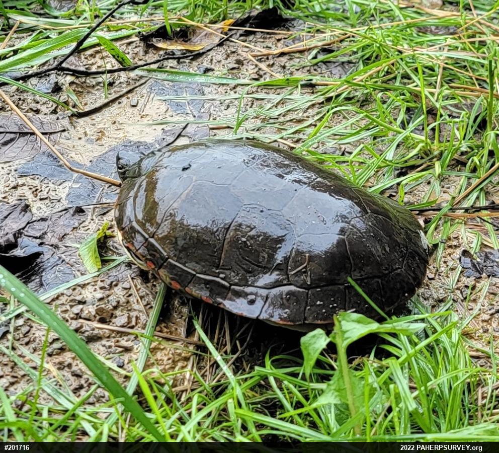 Midland Painted Turtle