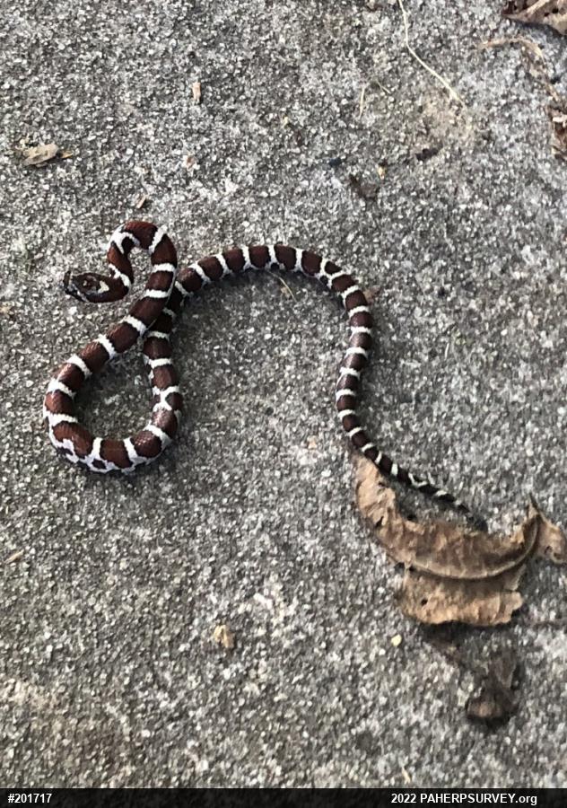 Eastern Milksnake