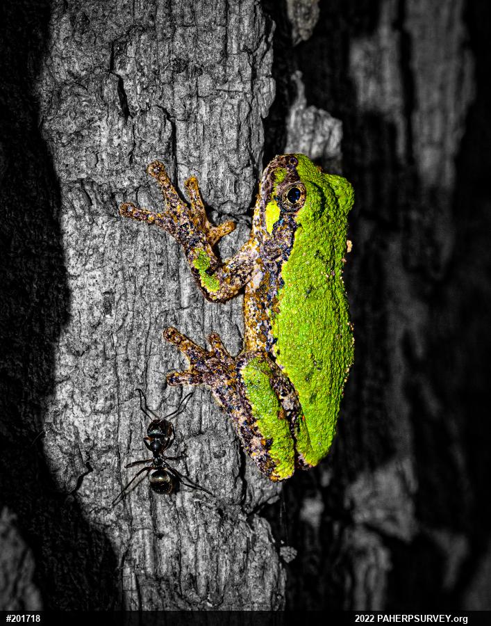 Unknown Gray Treefrog