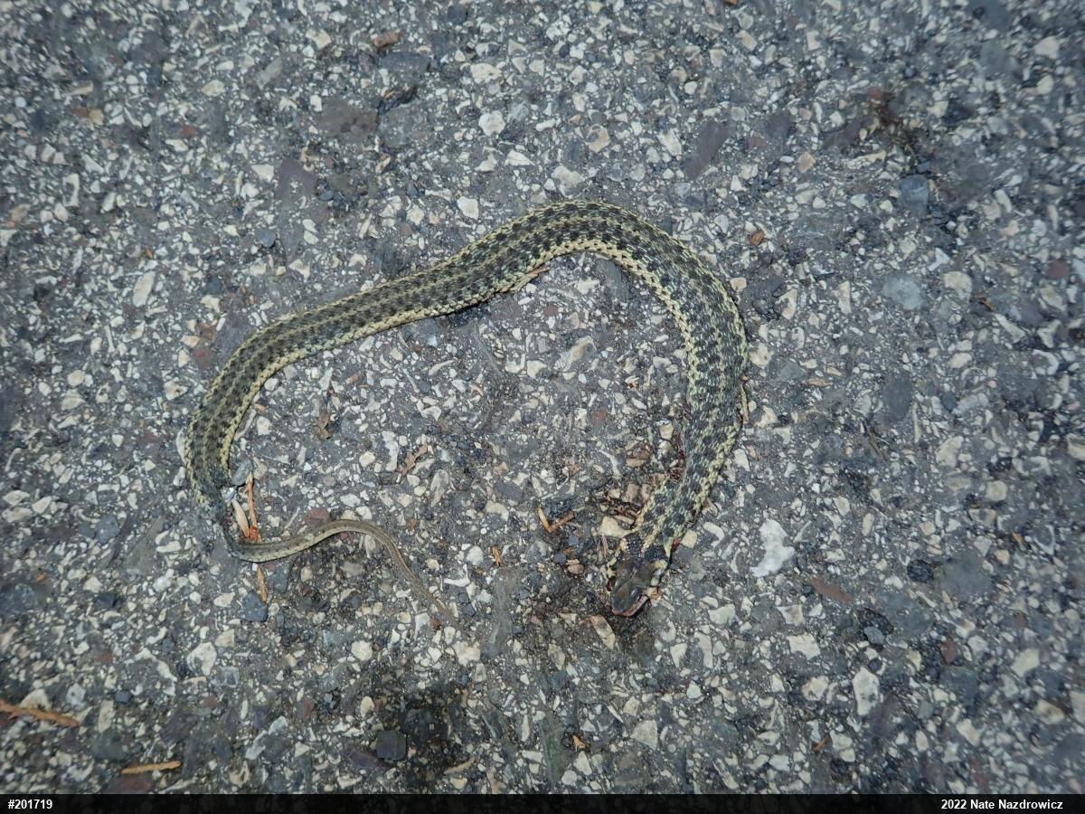 Eastern Gartersnake