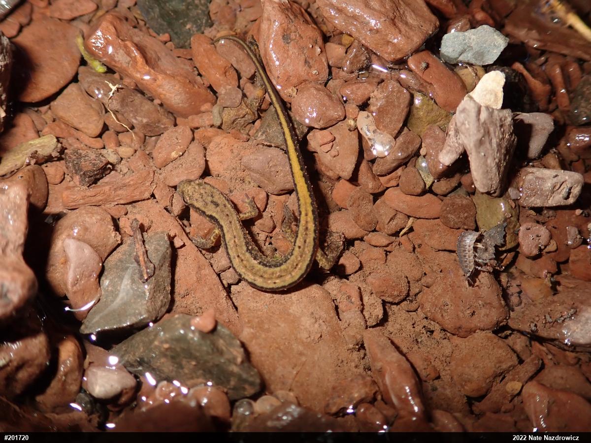 Northern Two-lined Salamander