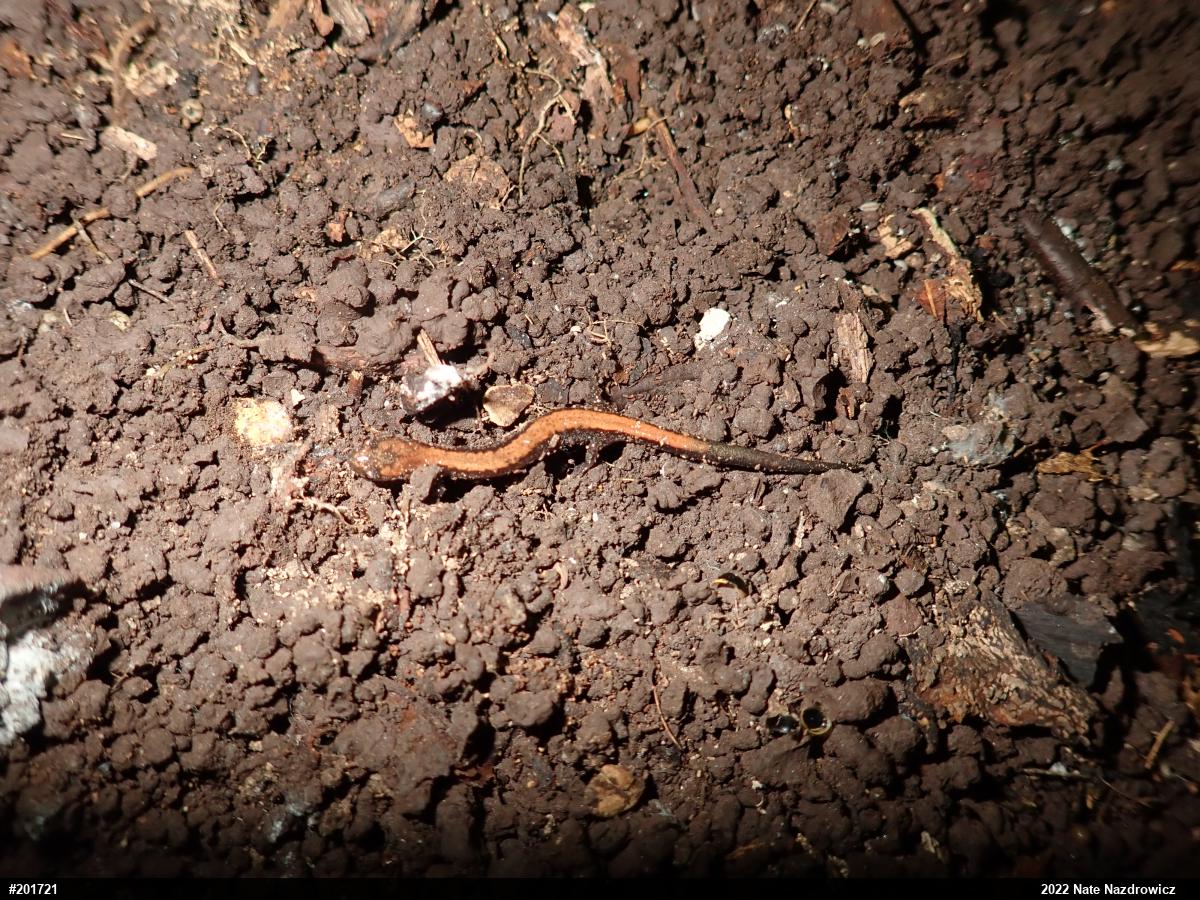 Eastern Red-backed  Salamander