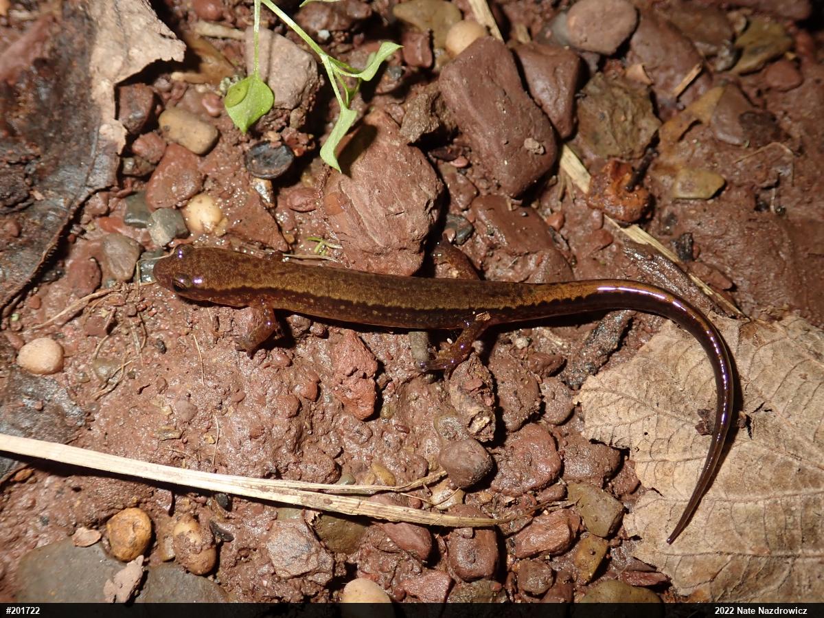 Northern Two-lined Salamander