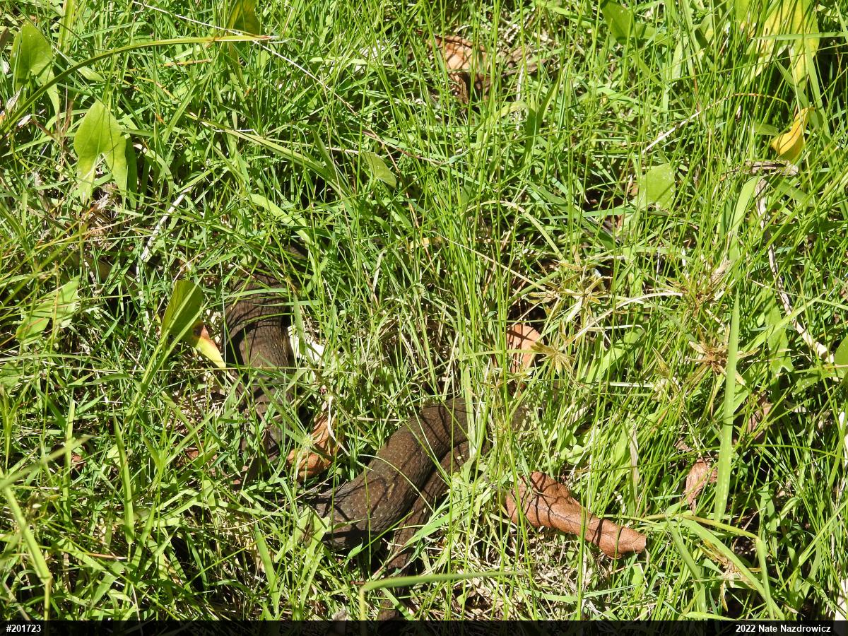 Northern Watersnake