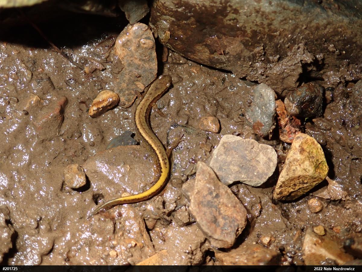 Northern Two-lined Salamander