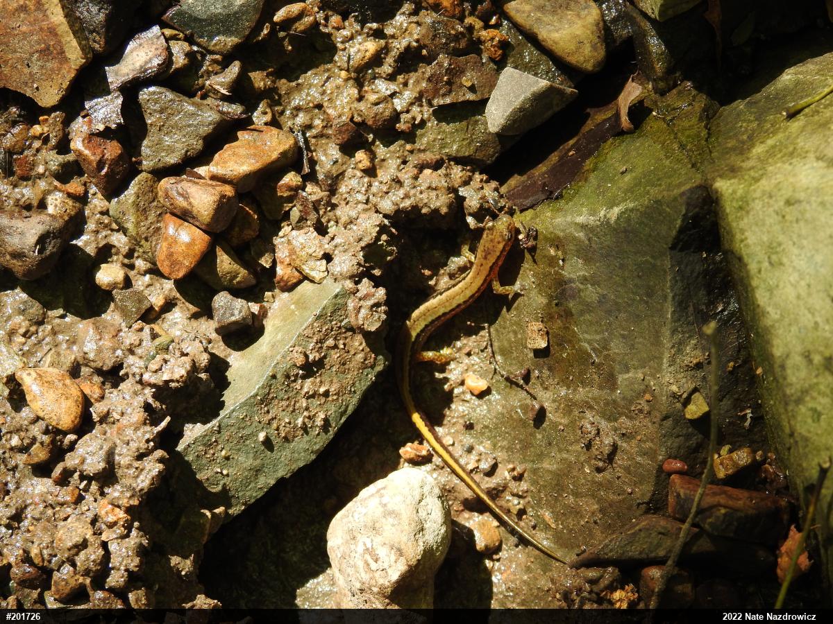 Northern Two-lined Salamander