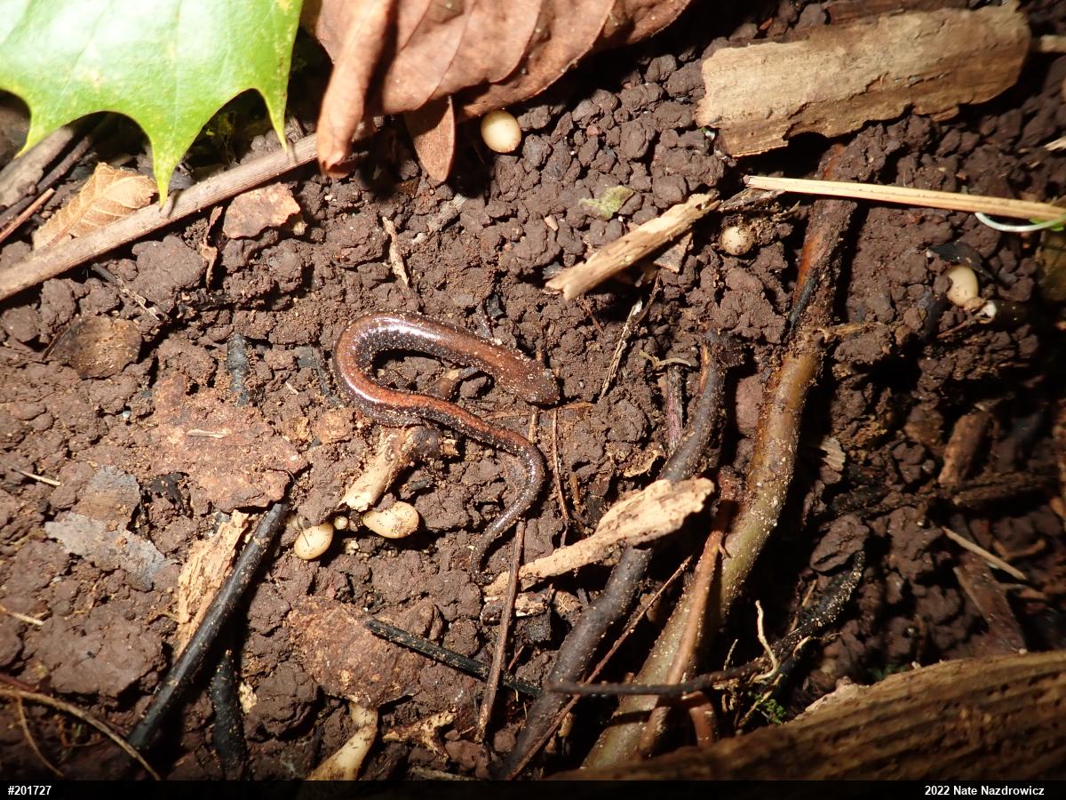 Eastern Red-backed  Salamander